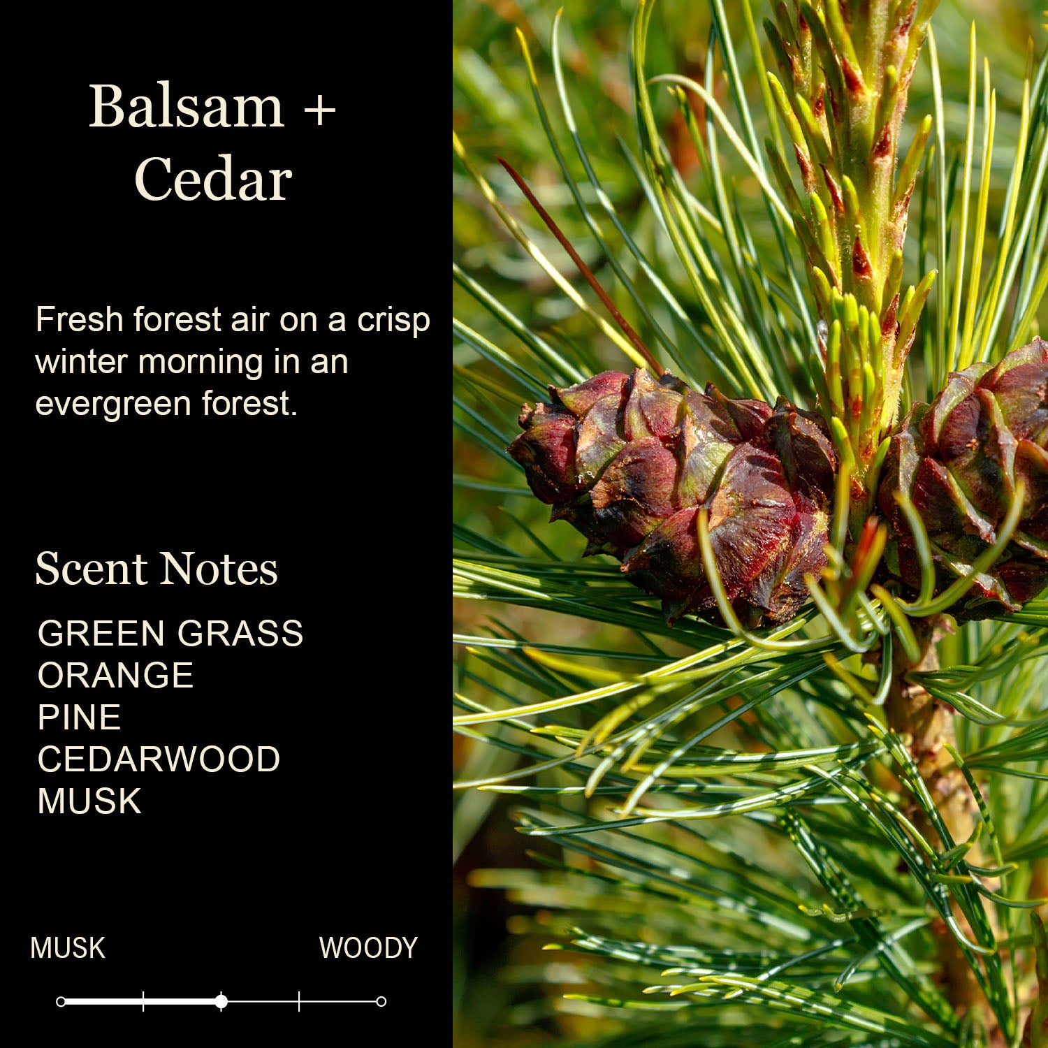 Fresh Cut Christmas Trees Color Jar